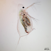 Daphnia dubia