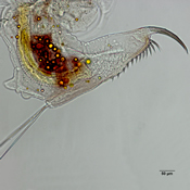 Daphnia dubia postabdomen
