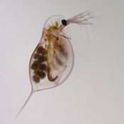 Daphnia laevis