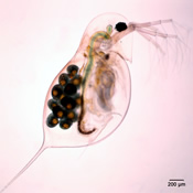 Daphnia laevis