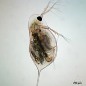 Daphnia laevis