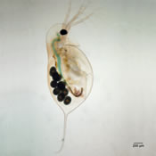 Daphnia laevis