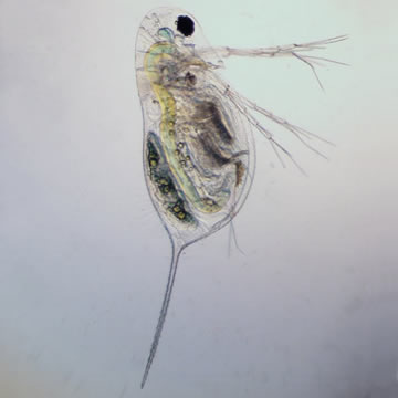 Daphnia laevis