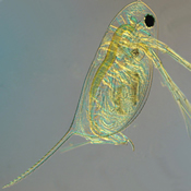 Daphnia laevis