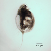 Daphnia longiremus