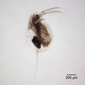 Daphnia longiremus
