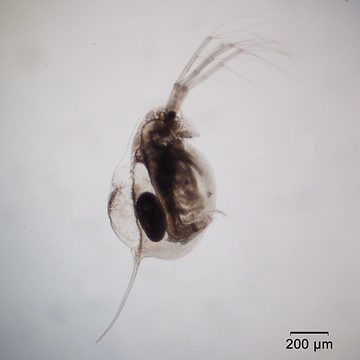 Daphnia longiremus