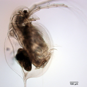 Daphnia longiremus