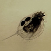 Daphnia longiremus
