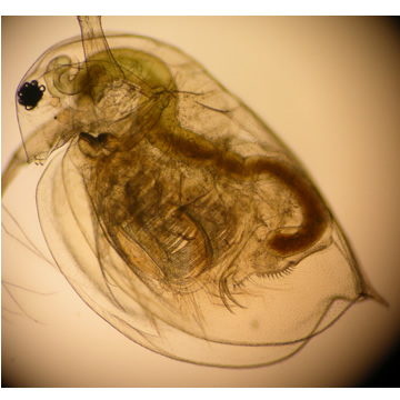 Daphnia magna