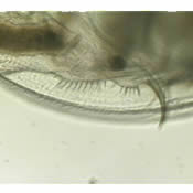 image6