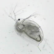 Daphnia magna