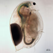 Daphnia magna
