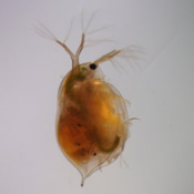 Daphnia magna