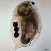 Daphnia magna