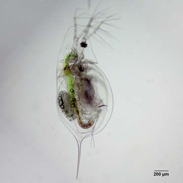 Daphnia mendotae
