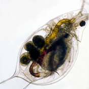 Daphnia mendotae