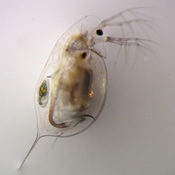 Daphnia mendotae