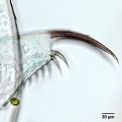image6
