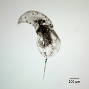 Daphnia retrocurva