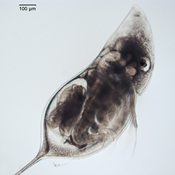Daphnia retrocurva