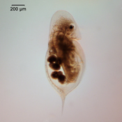 Daphnia retrocurva