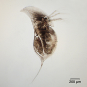 Daphnia retrocurva