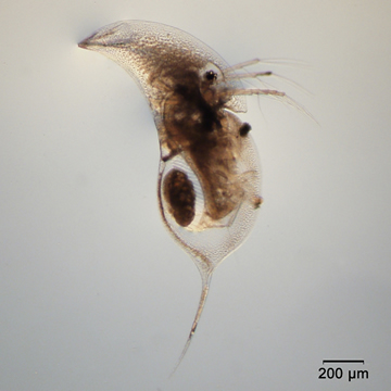 Daphnia retrocurva