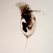 Daphnia retrocurva
