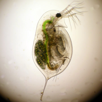 Daphnia rosea