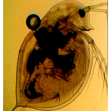 Daphnia schødleri