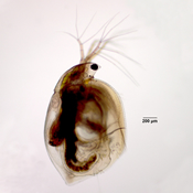 Simocephalus exspinosus