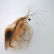 Simocephalus exspinosus