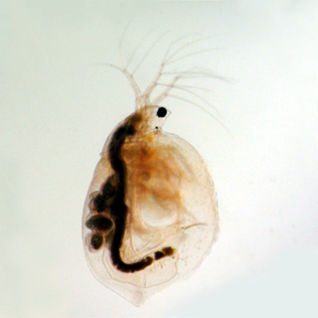 Simocephalus exspinosus