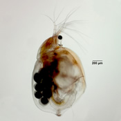 Simocephalus vetulus