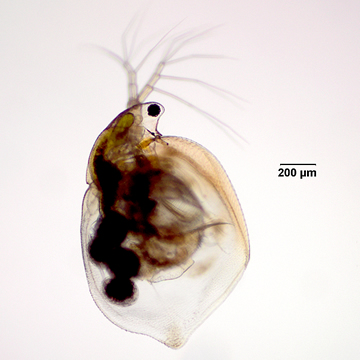 Simocephalus vetulus 