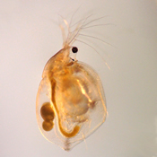 Simocephalus vetulus