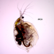 Simocephalus serrulatus