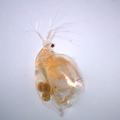 Simocephalus serrulatus