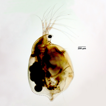 Simocephalus serrulatus