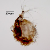 Ilyocryptus