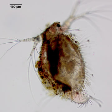 Ilyocryptus