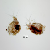 Ilyocryptus