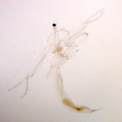 Leptodora kindti