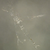 Leptodora kindti