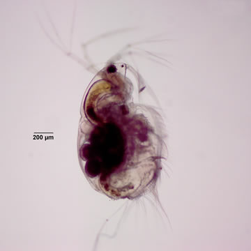 Acantholeberis curvirostris
