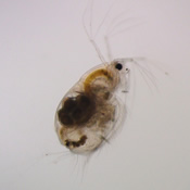 Acantholeberis curvirostris
