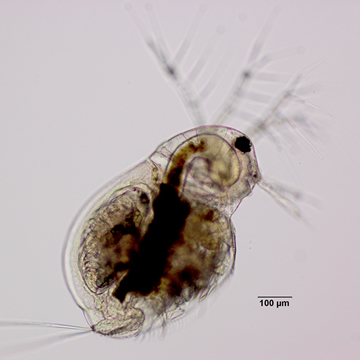 Lathonura rectirostris