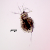 Lathonura rectirostris