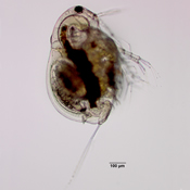 Lathonura rectirostris